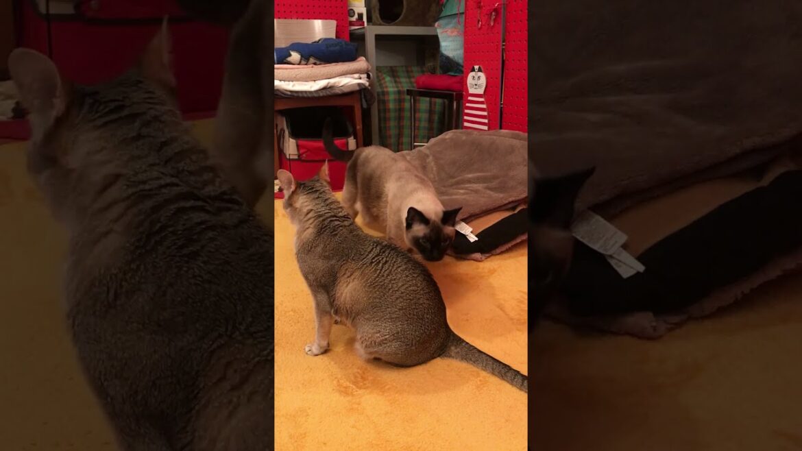 こっそりゴソゴソしているたぬき猫を見守るシンガプーラなのにゃ♪ #cat #シンガプーラ #トンキニーズ#たぬき猫