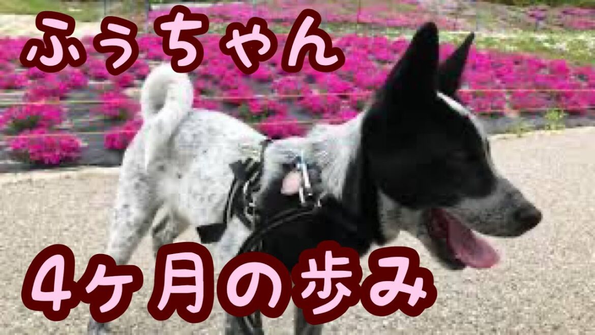 ふぅちゃんリミックス