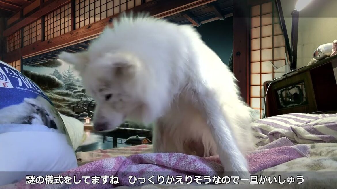 寝た子が起きたぞ延長戦！ わさお一家 ちょめ 12/30 長毛秋田犬の おやすみライブ  #wasao_official