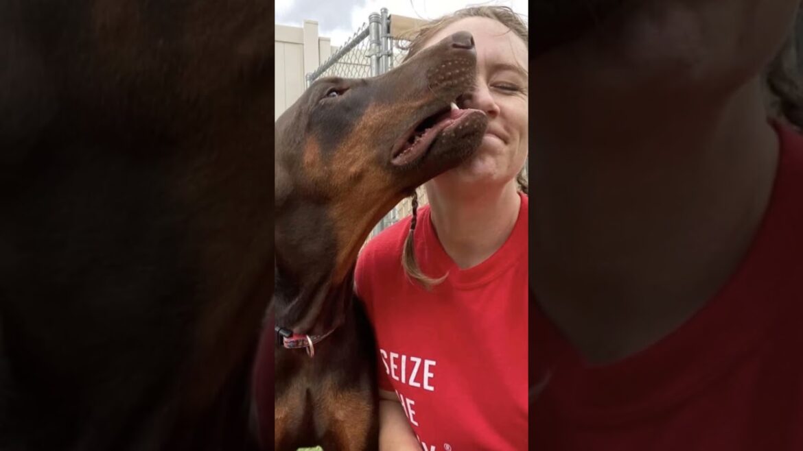 The Incredible Love Story of Shaka the Doberman