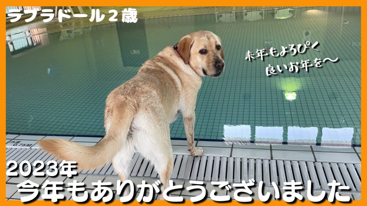 【ラブラドールレトリーバー】2023年も今日で終わり　今年もありがとうございました　2023年泳ぎ納め