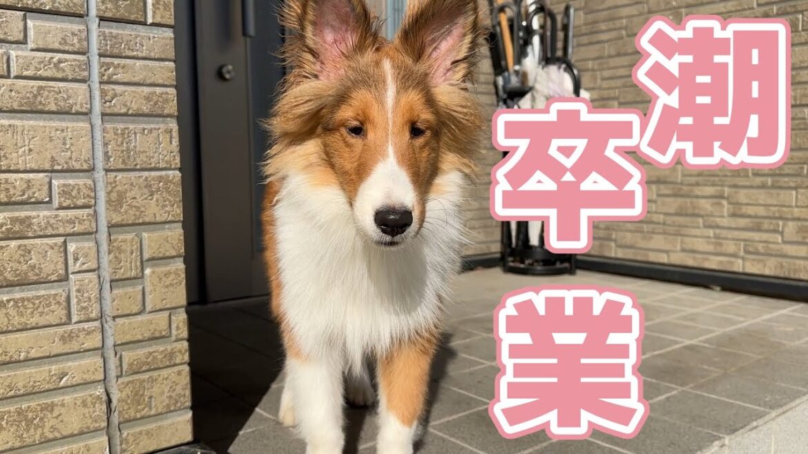 【シェルティ】潮ちゃん卒業🌸【おめでとう】 【シェルティ】潮ちゃん卒業🌸【おめでとう】