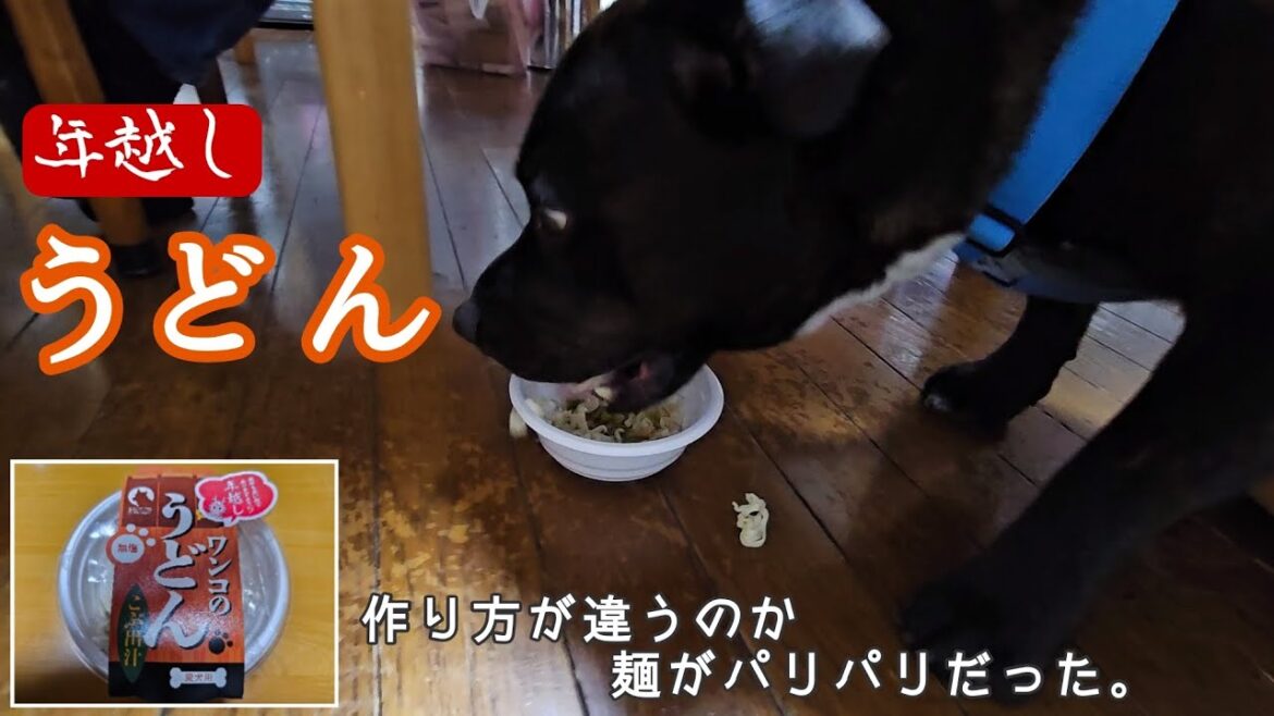 ブル君の年越しうどん（2023/12/31）