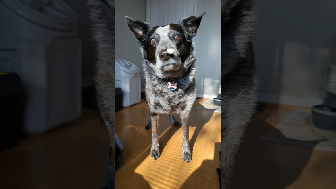 This is Justine Biebers! She will be 13 years old in January!