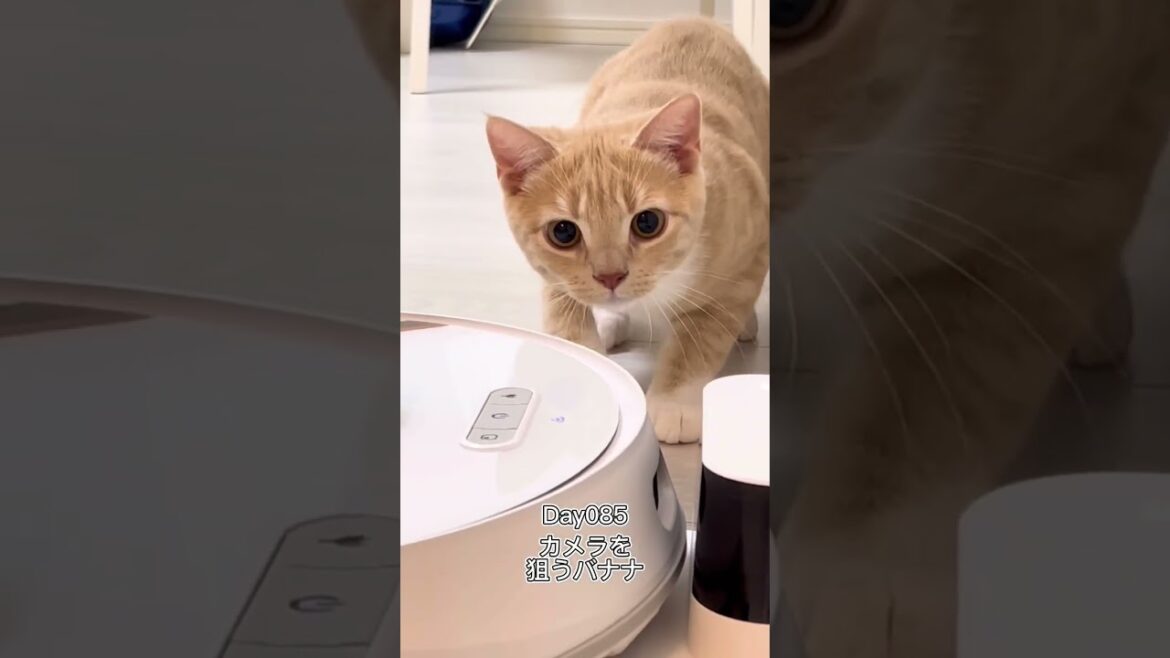 カメラを狙うバナナ #shorts #猫 #子猫 【マンチカン×サイベリアン】 カメラを狙うバナナ #shorts #猫 #子猫 【マンチカン×サイベリアン】