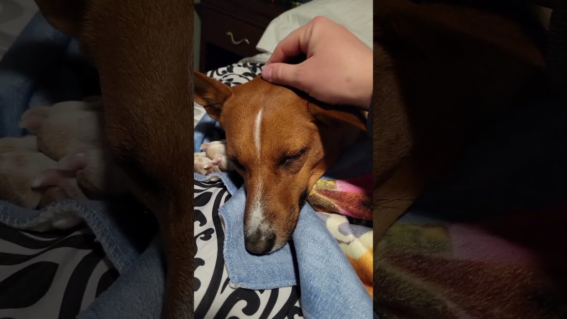 😴 sleepy Basenji #basenji #dogs #shorts
