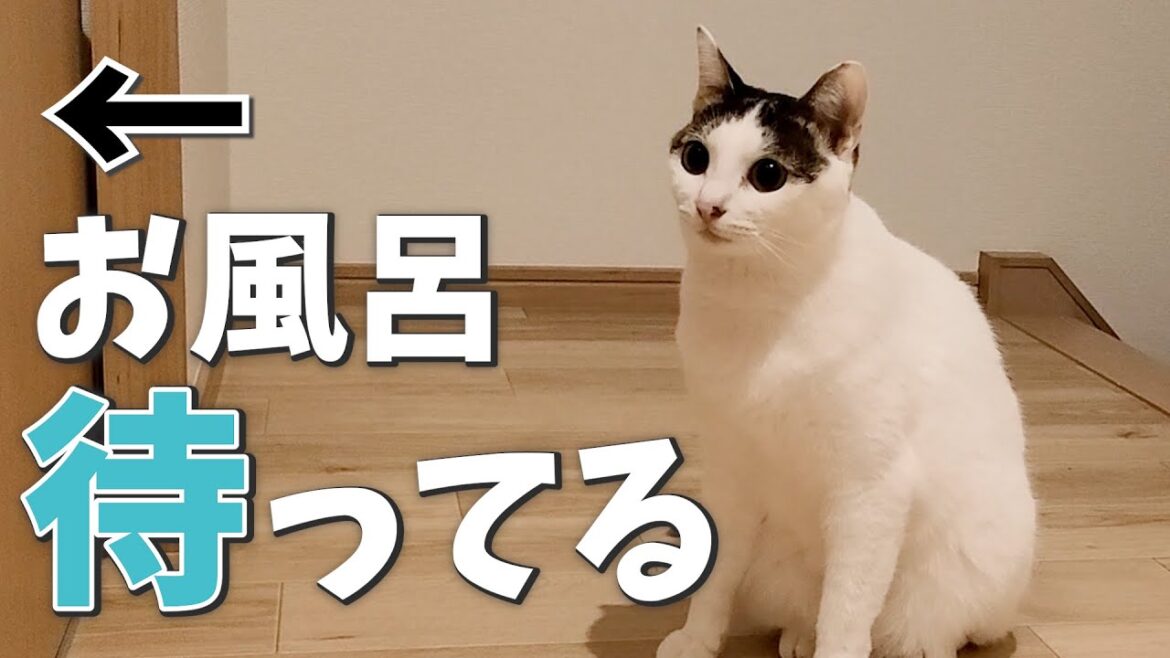 飼い主の入浴中、お風呂前でずっと待ってる猫が可愛すぎる 飼い主の入浴中、お風呂前でずっと待ってる猫が可愛すぎる