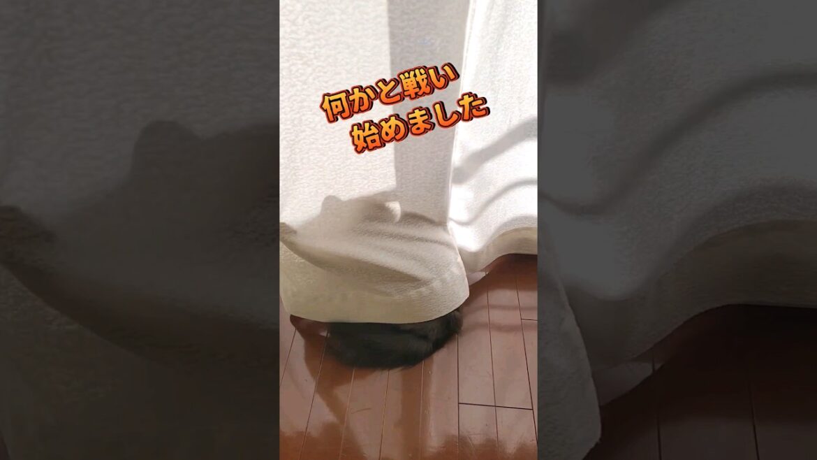 カーテンがピンチ😭【サイベリアン・キキのKIKICHANNEL】 #サイベリアン #猫 #shorts