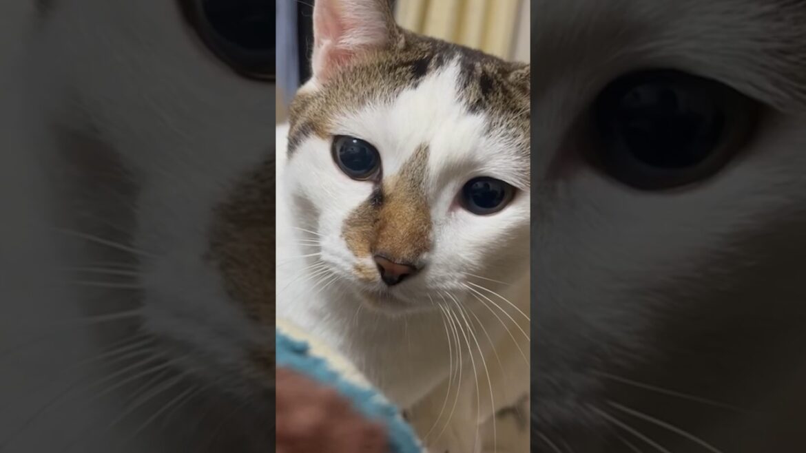 猫達のジャンピングキャッチ #cat #シャム #siamese