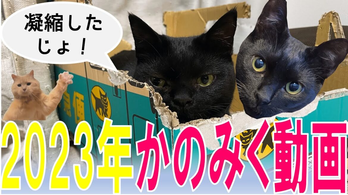黒猫姉妹の2023年を動画で振り返ってみました！