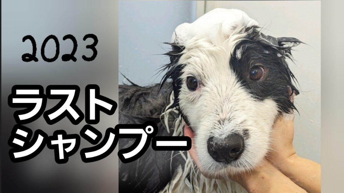 真顔でシャンプー納めしたボーダーコリー犬