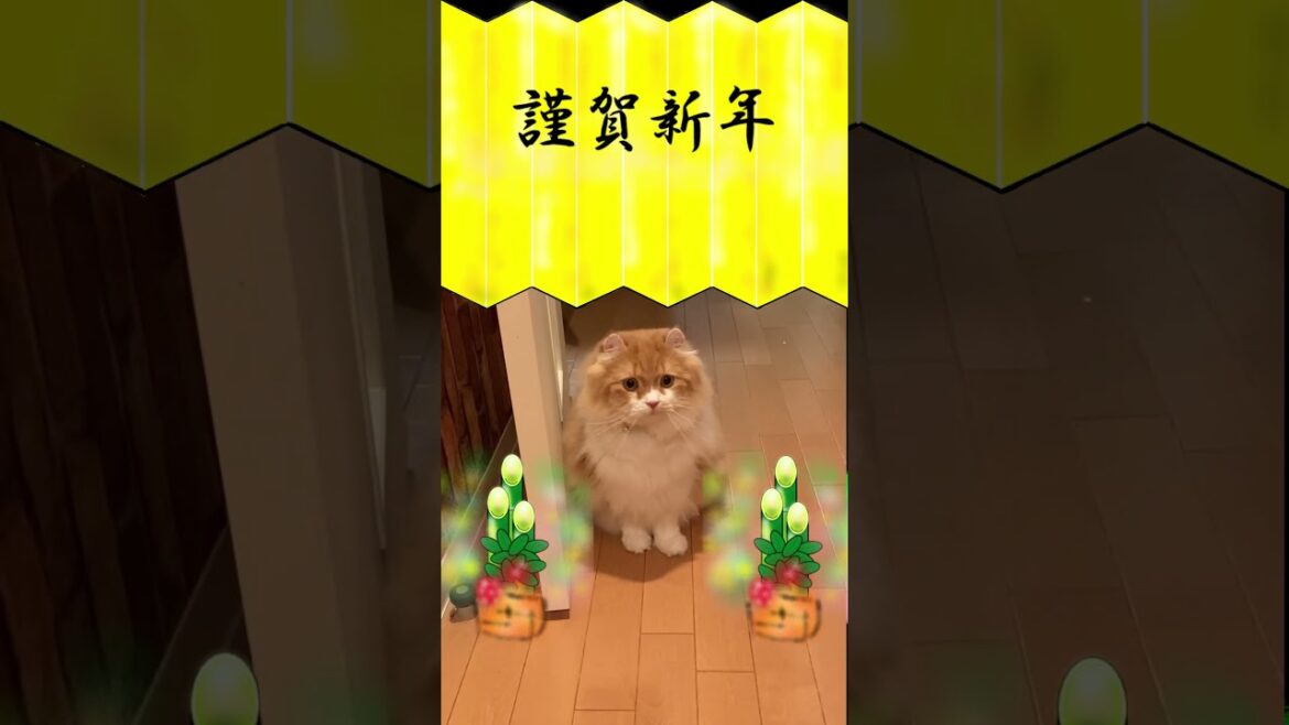 謹賀新年 #shorts  #猫 #アメリカンカール #cat