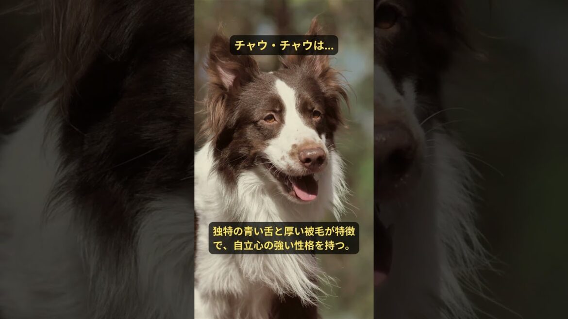 チャウ・チャウの豆知識　#犬 #猫 #かわいい #癒し #ペット #豆知識 #雑学 #チャウ・チャウ