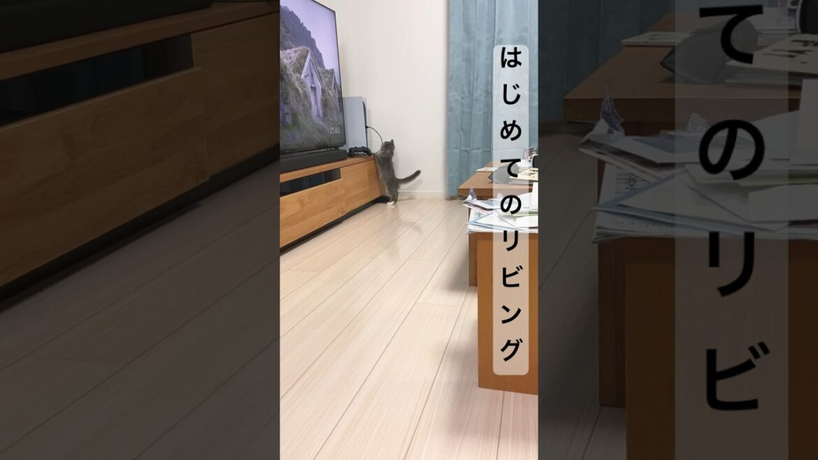 初めてのリビングを走り回る子猫 #shorts #猫 #サイベリアン