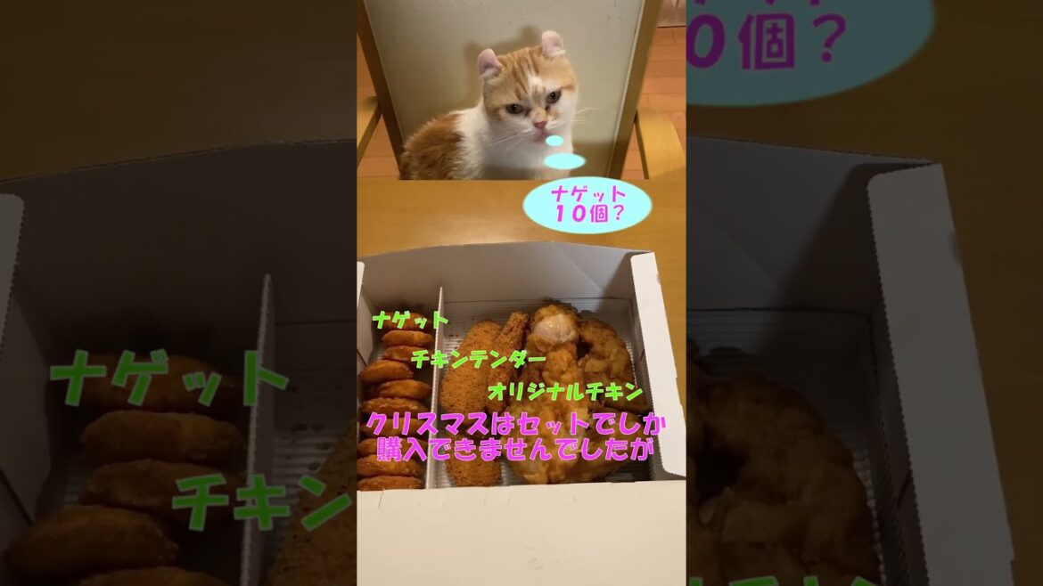 ケンタッキーにもの申す #shorts  #猫 #アメリカンカール #cat