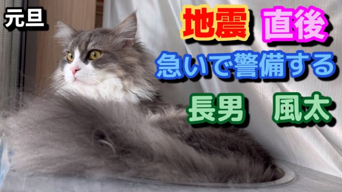 2024/1/1 今年もよろしくお願いいたします　もふもふのサイベリアンの三つ子の子猫たち　地震直後は最後