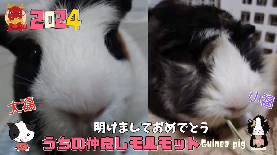 【🐹うちの仲良しモルモット🐹】2024年🎍新年あけましておめでとう🎍