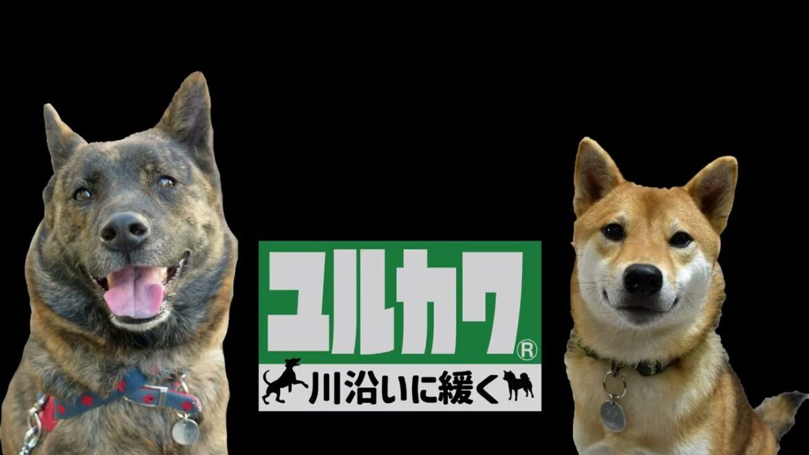 甲斐犬ハルヱと柴犬マメ2024（パパ初日の出寝坊Ver）