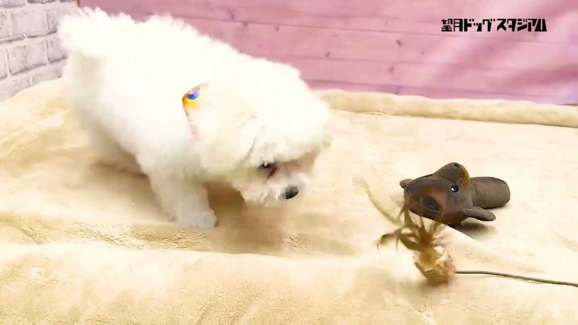 2023年9月14日生まれビションフリーゼ男の子 2023年9月14日生まれビションフリーゼ男の子