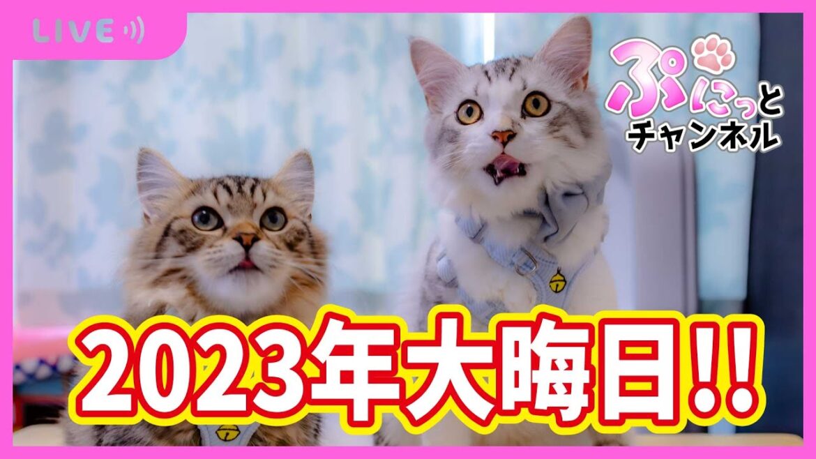 2023年大晦日‼そら＆りく＆ぴーち♪癒しのぷにっとライブ配信♪2023/12/31