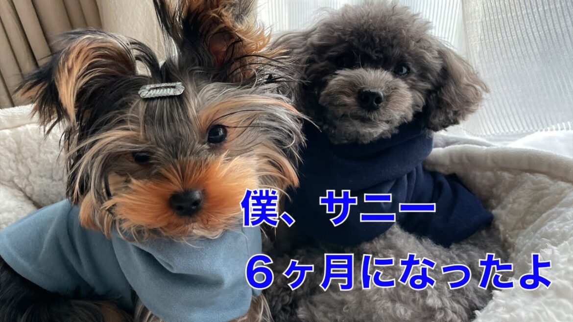 童顔トイプー３歳と男前ヨーキの子犬: 「サニーのハーフバースデー」の巻