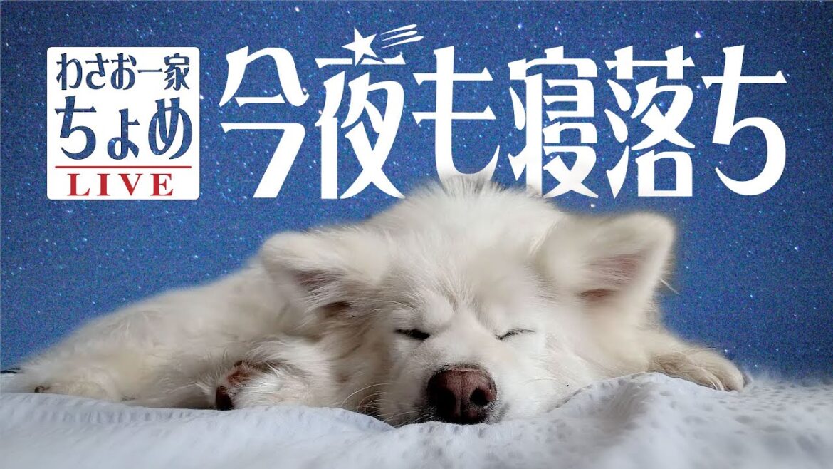 地震が…  わさお一家 ちょめ 01/01 長毛秋田犬の おやすみライブ  #wasao_official