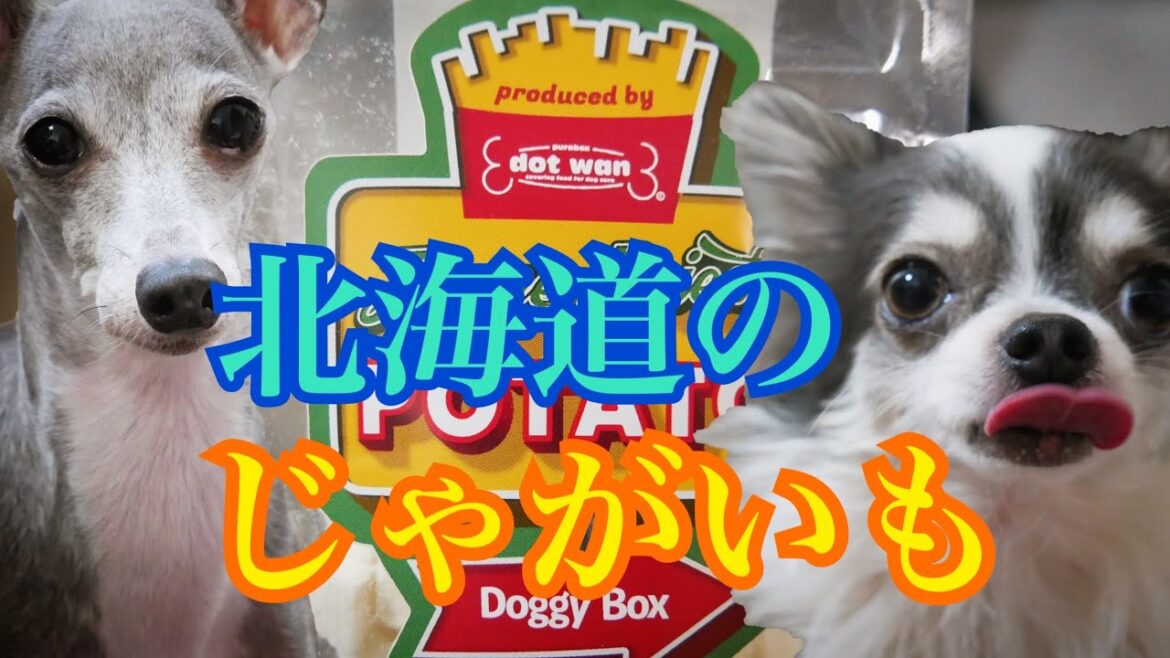 フリーズドライ北海道ポテトを食べたチワワとイタリアングレーハウンド（イタグレ）～FERRZE DRIED POTATO～
