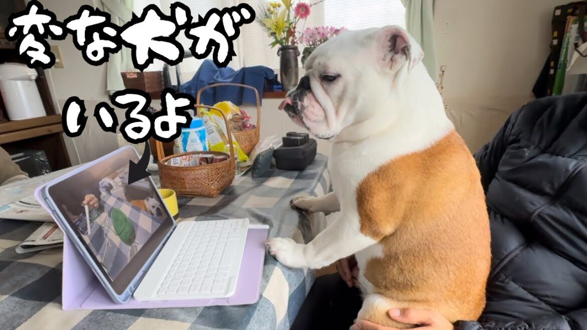 【おはぶる】自分が出演してるYouTubeを観て愕然としてしまったブルドッグがこちら、、、