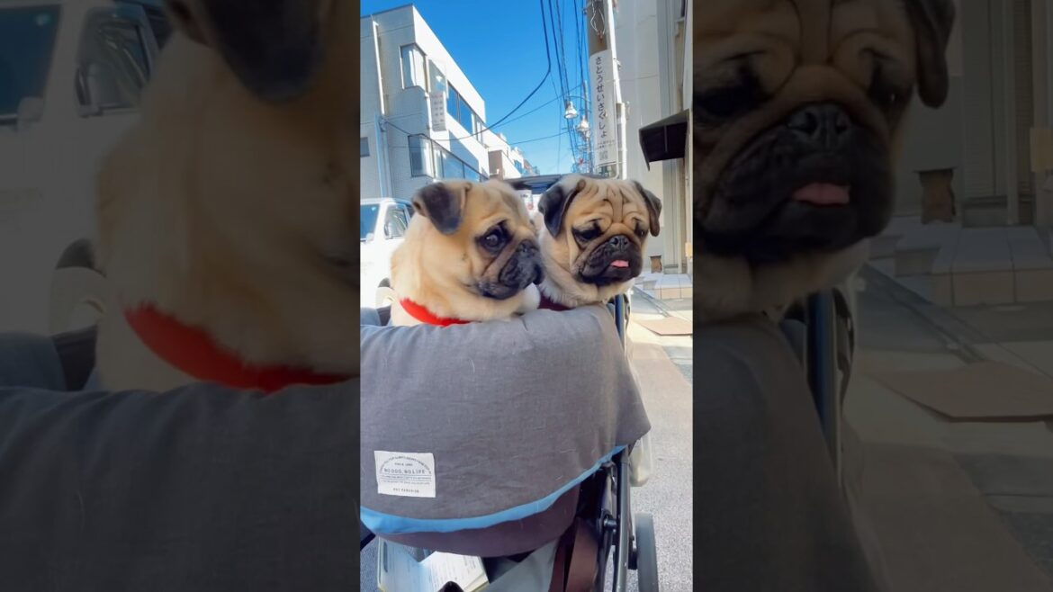 [パグ]キョロキョロする犬👀 (dogs looking around) #shorts