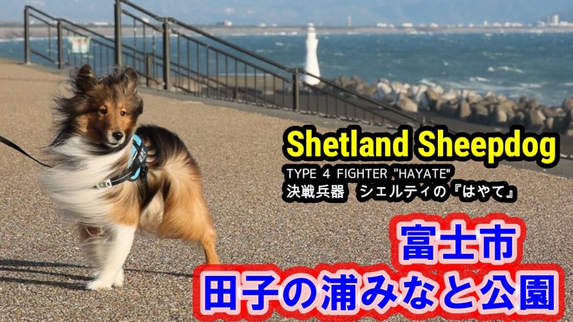シェルティ はやて 077 田子の浦みなと公園