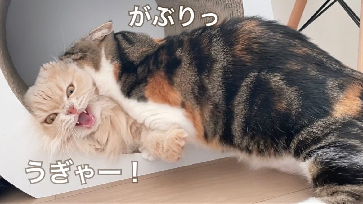 縄張り争いで揉める猫たち【マンチカン】【スコティッシュフォールド】