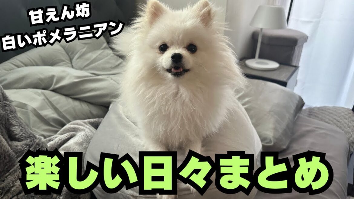 ポメラニアンとの楽しい日々をまとめてみた ポメラニアンとの楽しい日々をまとめてみた