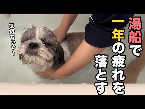 【シーズー】湯船で一年の疲れを落とす&年末のご挨拶😌 【シーズー】湯船で一年の疲れを落とす&年末のご挨拶😌