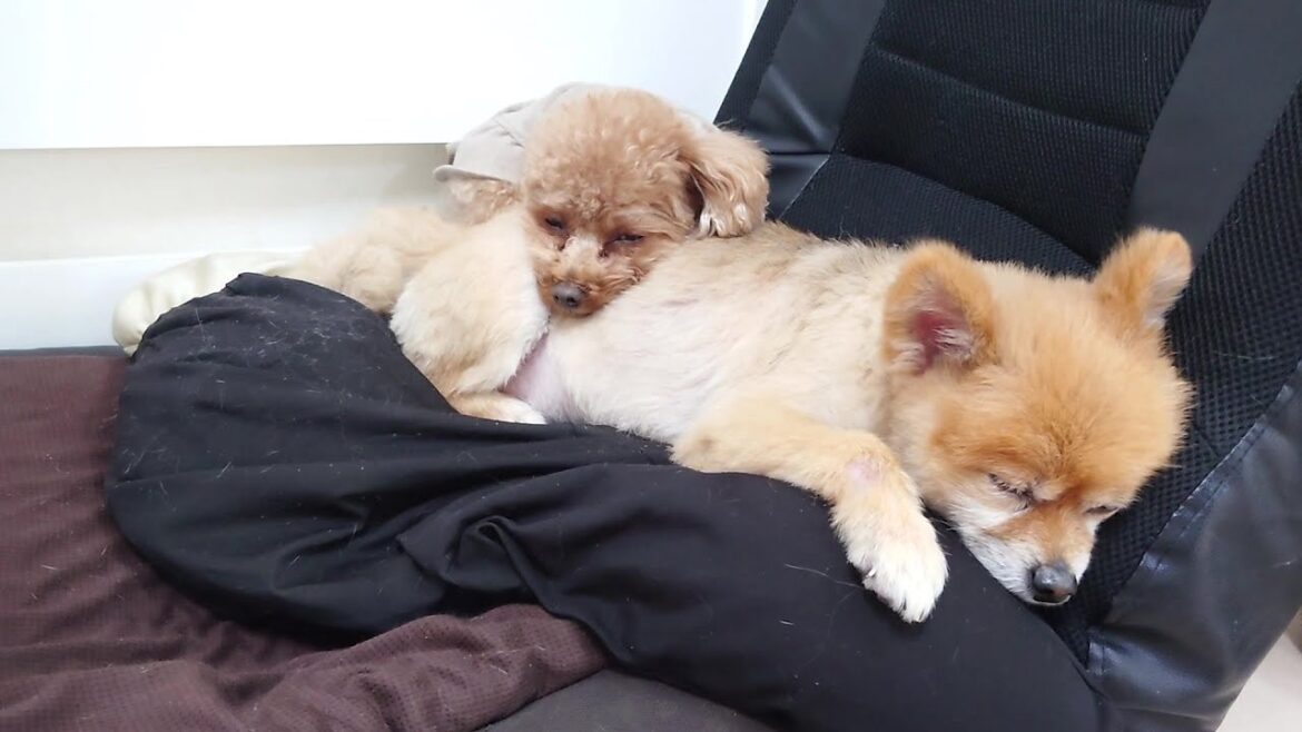 こっそりポメラニアンの背中を枕にする茶太郎　🐶ひみつきちなう！②🐶  2023年12月30日