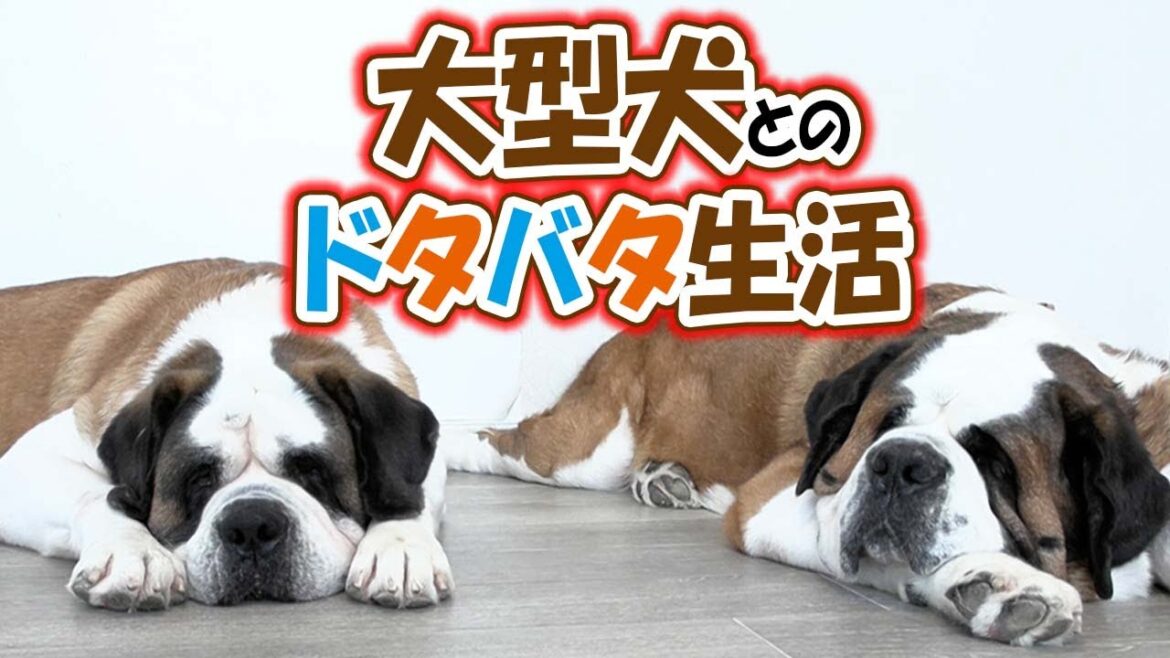 大型犬との幸せなハチャメチャライフ