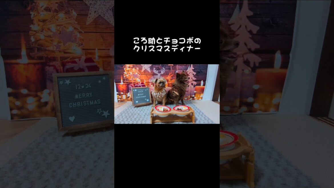 ブリュッセルグリフォンとポメラニアンのXmasディナー🎅🏻🎄 #shorts