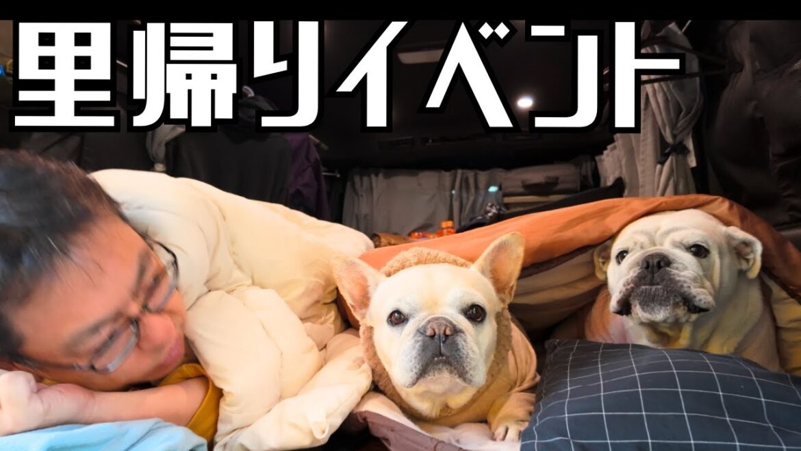 ブルドッグいっぱいの里帰りイベントに参加してきました【ぶるほむっ子会】 ブルドッグいっぱいの里帰りイベントに参加してきました【ぶるほむっ子会】