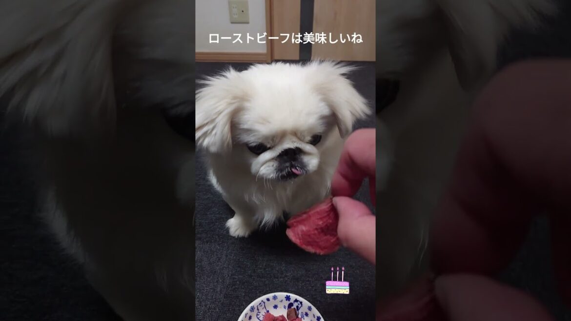 ペキニーズ（犬）誕生日はスペシャルお肉メニュー① #shorts #ペキニーズ #犬 #pekingese #dog