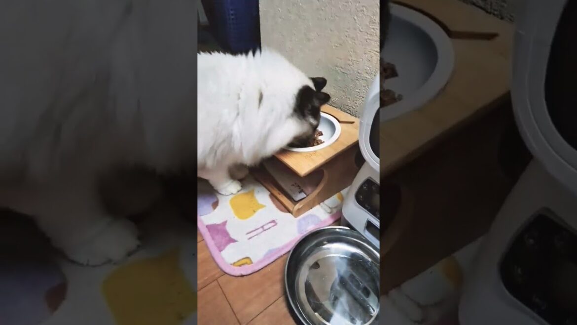 今日いつもと違う晩御飯🌃🍴猫のご飯🐈️#ラグドール #猫のいる毎日 #猫のいる生活 #可愛いネコ #ショート