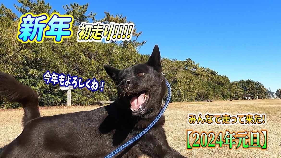 【甲斐犬】新年初走り！