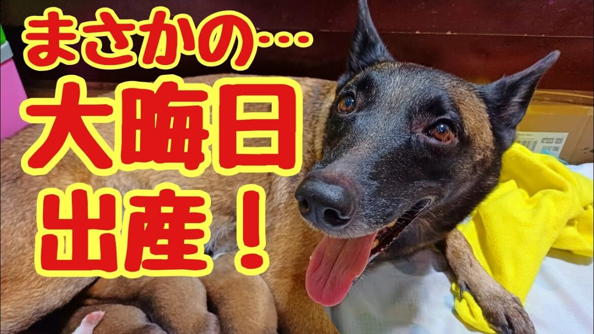 ベルジアンシェパードのカリーが、まさかの大晦日出産🐶飼い主大慌てです😅
