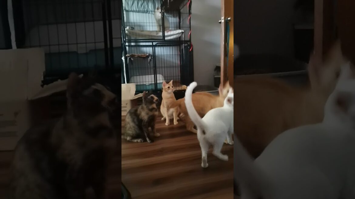 Play time with Diamante Fam & Tali