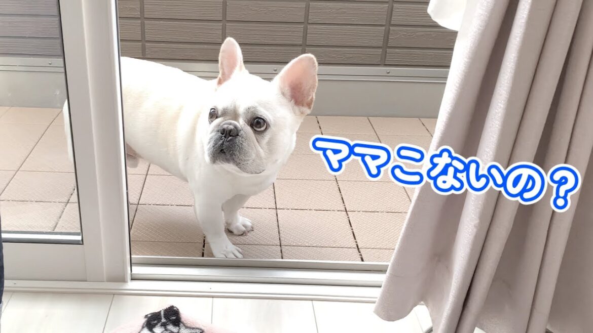 ママ来ないの？【フレンチブルドッグ frenchbulldog】