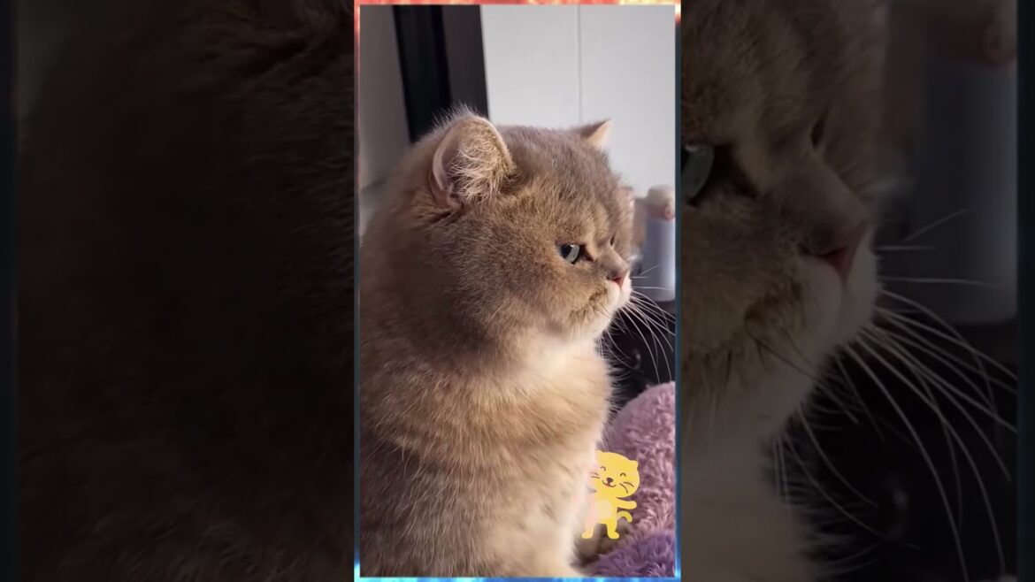 Cute brown cat 😺 #shortsvideo #short