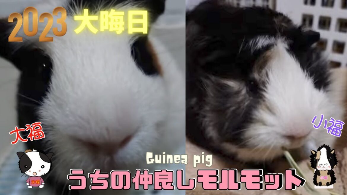 大晦日🎍うちの仲良しモルモット🐹大福＆小福