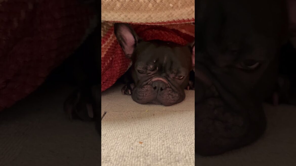 【フレンチブルドッグ】🎍正月からうとうとこたつ犬🐶#shorts #frenchie #frenchbulldog #frenchbulldoglife