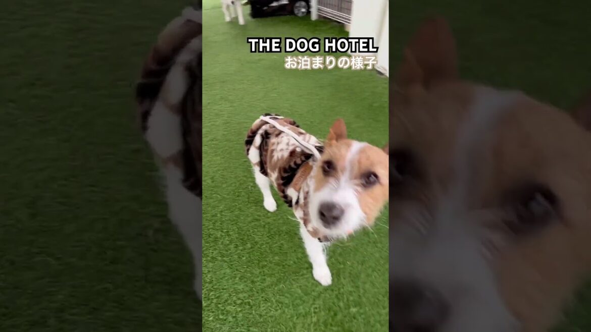 2023/12/31 THE DOG HOTEL らんちゃん