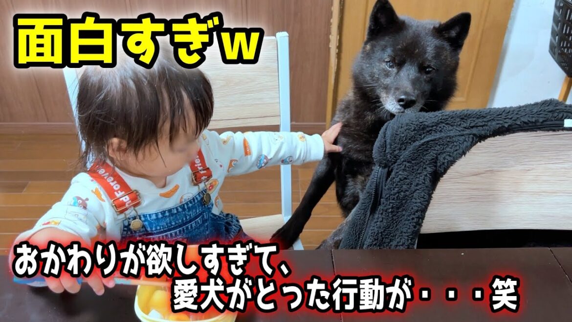 おかわりが欲しすぎて愛犬がとった行動が面白すぎたw【甲斐犬一休と猫のしずく】 おかわりが欲しすぎて愛犬がとった行動が面白すぎたw【甲斐犬一休と猫のしずく】
