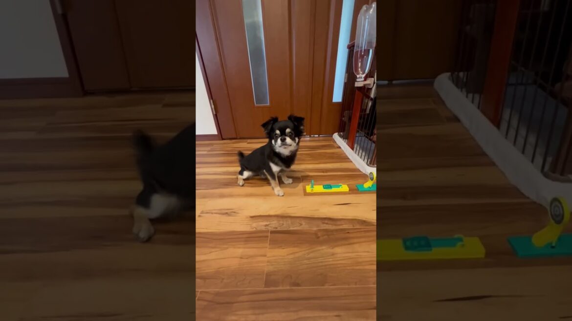 ドミノを手伝うチビ😂#チワワ #柴犬 #shorts
