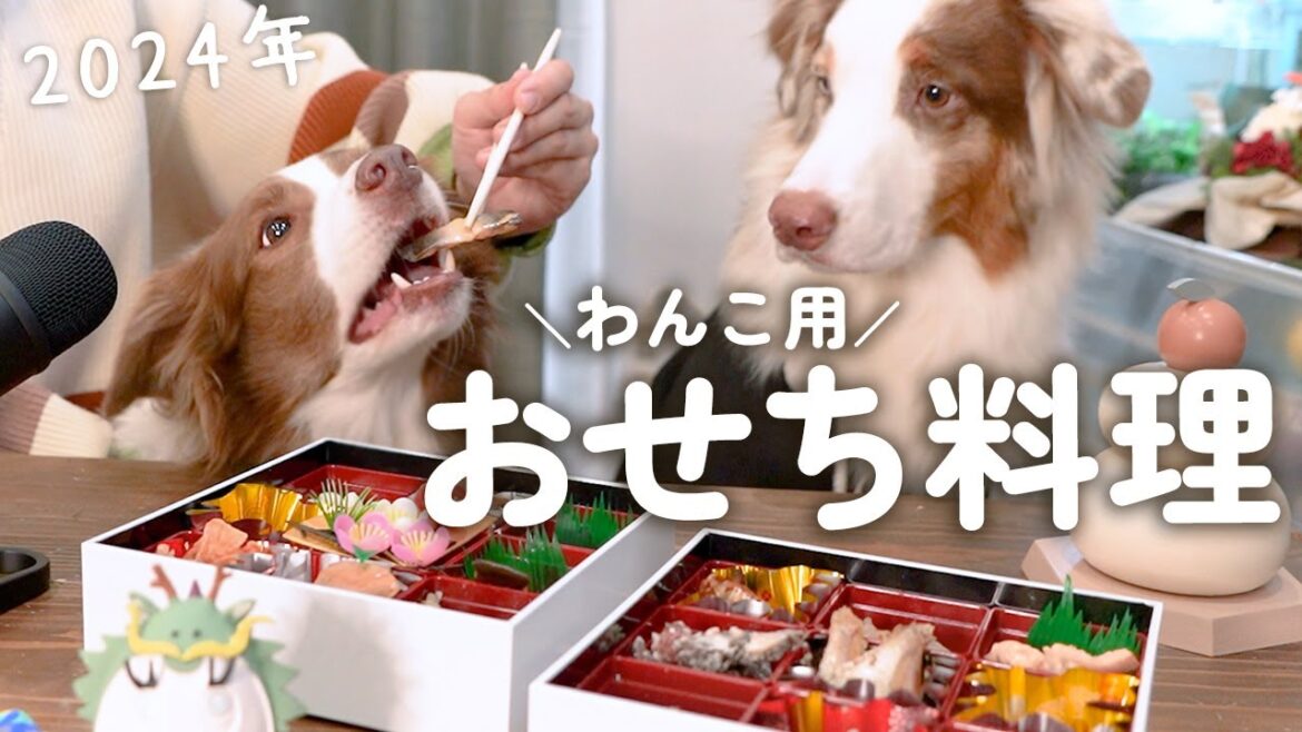 豪華なおせち料理をもりもり食べる愛犬が可愛すぎた🤤✨【ボーダーコリー・オーストラリアンシェパード】